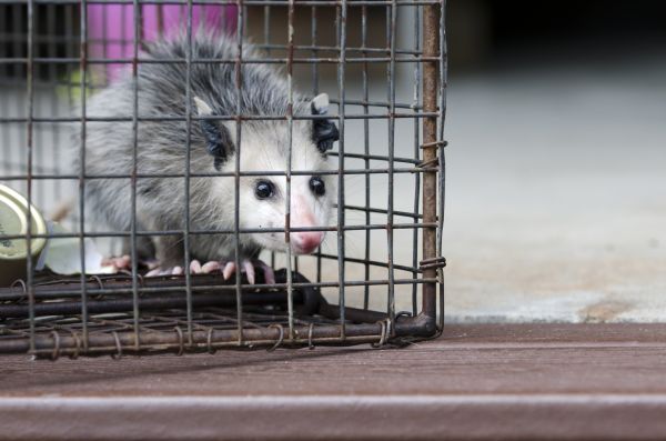 Albuquerque Wildlife Removal