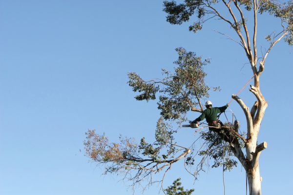 Albuquerque Tree Trimming